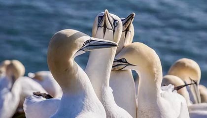 贝克汉姆分享梅西脚后跟助攻视频：这简直太离谱了！