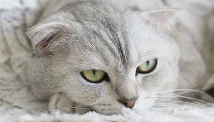 彩经网官网首页-林良锋：老马走了 但无需为他哭泣