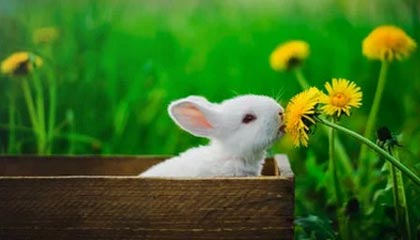 彩经网官网开奖-im电竞官网——打造极致电竞体验的新选择